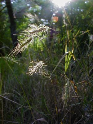 Elymus villosus (Silky Wild Rye)