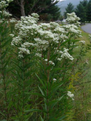 Eupatorium altissimum (Tall Throughwort)