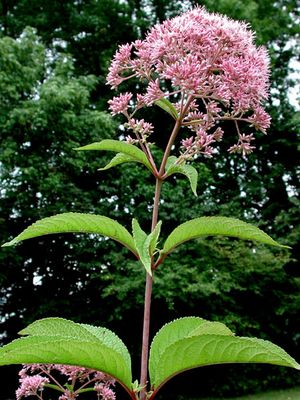 Eupatorium fistulosum (Trumpetweed)