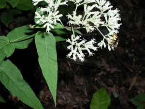 Eupatorium sessifolium (Upland Boneset)