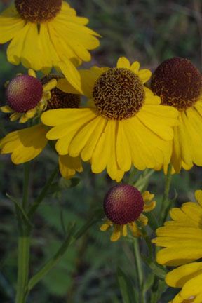 Helenium flexuosum (Purple-Head Sneezeweed)