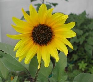 Helianthus annuus (Common Sunflower)