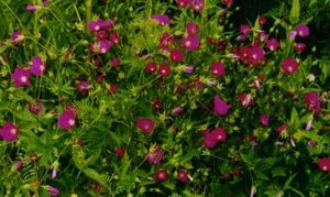 Callirhoe bushii (Bush's Poppy Mallow)