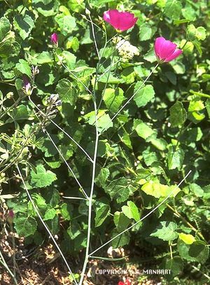 Callirhoe digitata (Fringed Poppy Mallow)