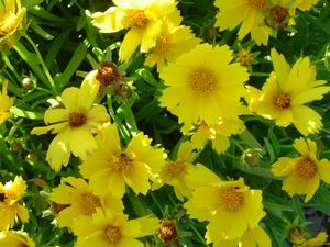 Coreopsis grandiflora (Big Flower Coreopsis)