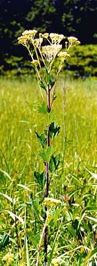 Cacalia atriplicifolia (Pale Indian Plantain)