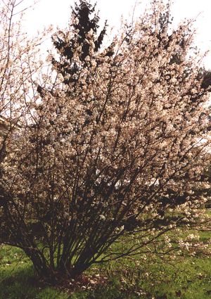 Amelanchier canadensis (Shadblow Serviceberry)