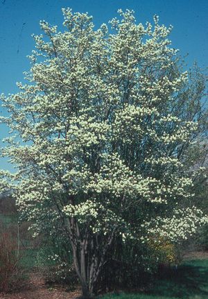 Amelanchier laevis (Allegheny Serviceberry)