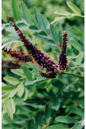 Amorpha fruiticosa (Indigo Bush)