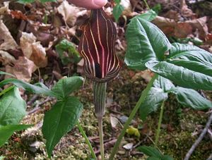 Arisaema triphyllum (Jack-in-the-Pulpit)