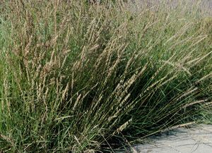 Bouteloua gracilis (Blue Grama)