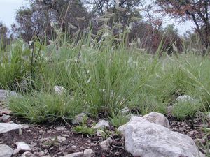 Bouteloua hirsuta (Hairy Grama)