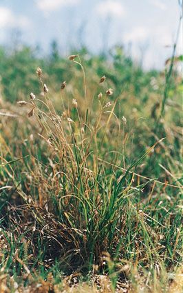 Buchloe dactyloides (Buffalo Grass)