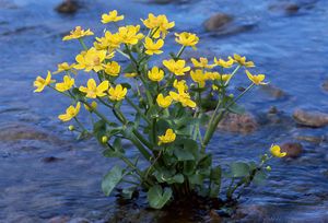 Caltha palustris (Common Marsh Marigold)