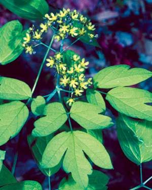 Caulophyllum thalictroides (Blue Cohosh)