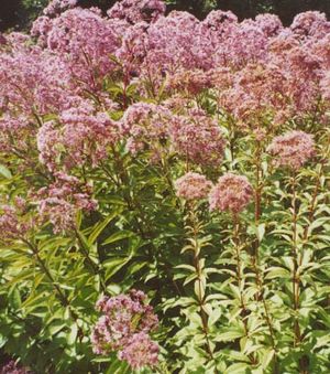 Eupatorium maculatum (Spotted Joe-Pye Weed)