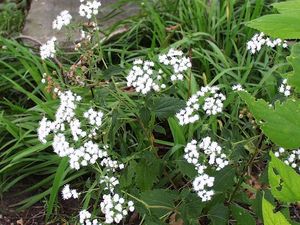 Eupatorium rugosum (White Snakeroot)