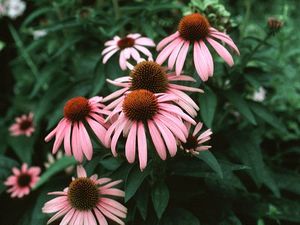 Echinacea purpurea (Purple Coneflower)