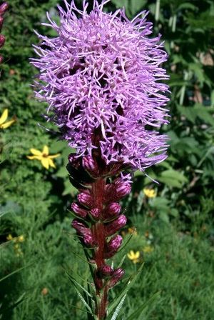 Liatris spicata (Blazing Star)