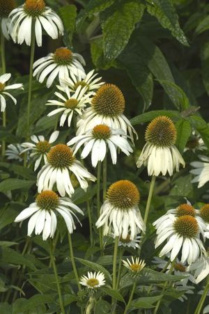 Echinacea purpurea (White Coneflower)