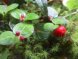 Mitchella repens (Partridge Berry)