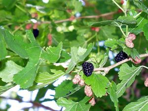 Morus alba (White Mulberry)