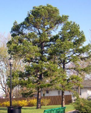 Pinus echinata (Shortleaf Pine)