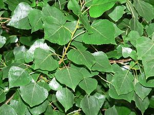 Populus deltoides (Eastern Cottonwood)