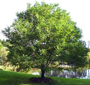 Robinia pseudoacacia (Black Locust)