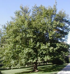 Morus rubra (Red Mulberry)