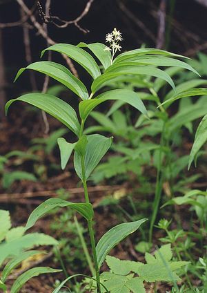 Smilacina stellata (False Solomon's Seal)