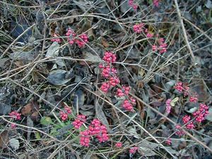 Symphoricarpos orbiculatus (Coralberry)