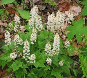 Tiarella cordifolia (Foam Flower)