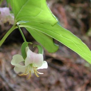 Trillium catesbaei (Pink Trillium)