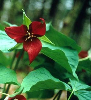 Trillium erectum (Red Trillium)