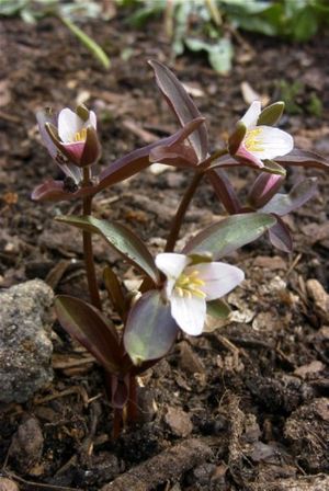 Trillium pusillum (Dwarf Trillium)