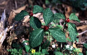 Trillium recurvatum (Purple Trillium)