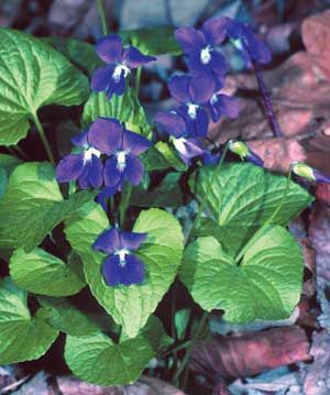Viola sororia (Blue Violet)