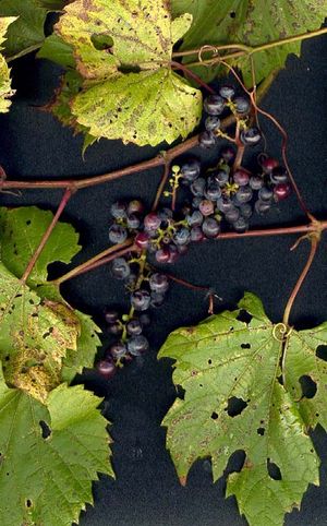 Vitis riparia (Riparian Grapevine)