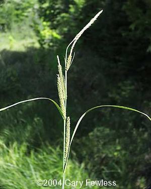 Carex aquatilis (Water Sedge)