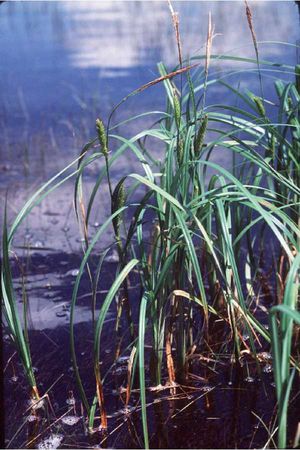 Carex atherodes (Slough Sedge)