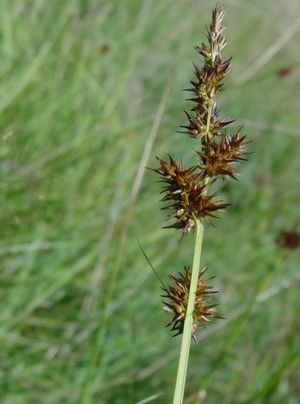 Carex stipata (Awl-Fruited Sedge)