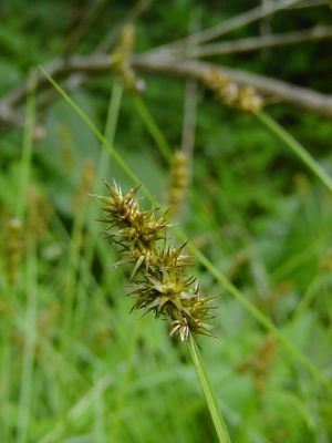 Carex vulpinoidea (Fox Sedge)