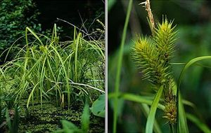 Carex lupulina (Hop Sedge)