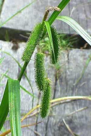 Carex comosa (Longhaired Sedge)