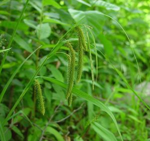 Carex crinita (Fringed Sedge)