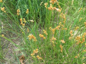 Carex cristatella (Crested Sedge)