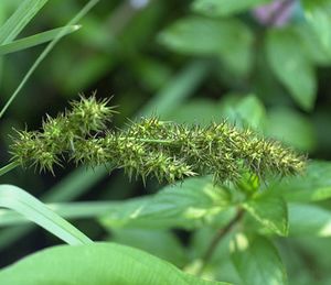 Carex crus-corvi (Crowfoot Fox Sedge)