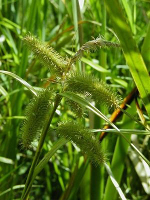 Carex hystericina (Bottlebrush Sedge)