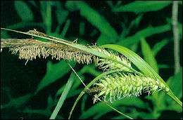 Carex lacustris (Lake Bank Sedge)